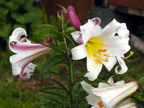Lilium regale