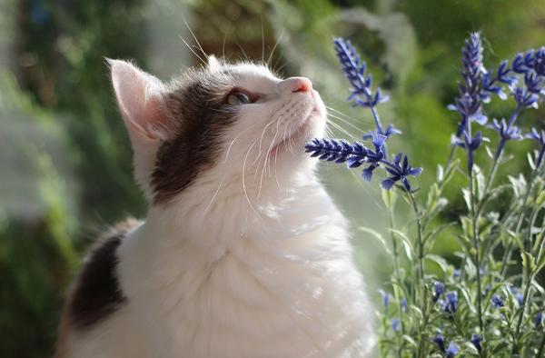 Растения и кошки не всегда живут в мире и гармонии