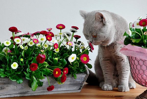 Кошка Фото Растения