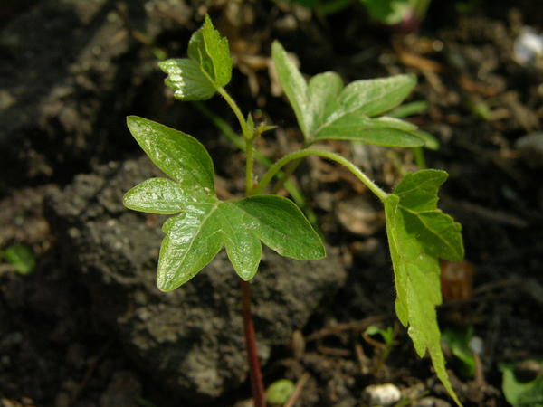 tilia sp. sazenice