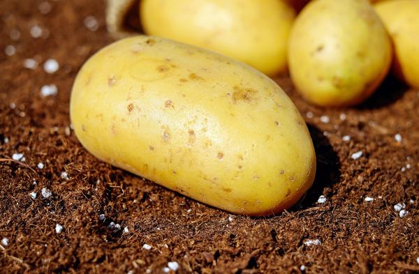 Картофель: сорта, посадка и уход. Борьба с вредителями