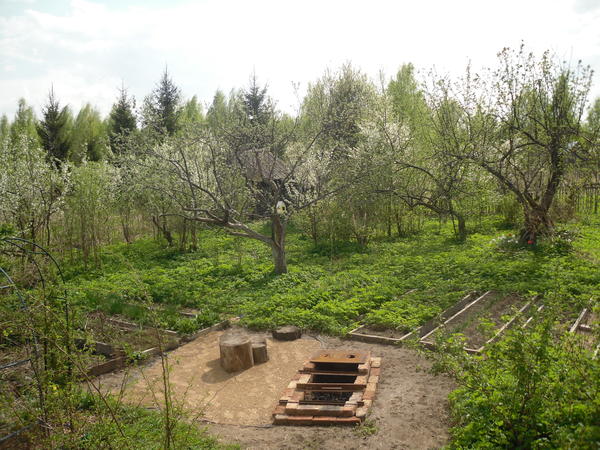 Вот там - под деревьями и кустами - сплошной ковер сныти...