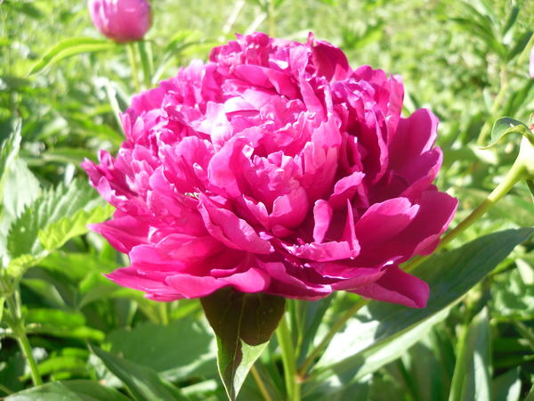 Пионы не только красивы, но и ароматны