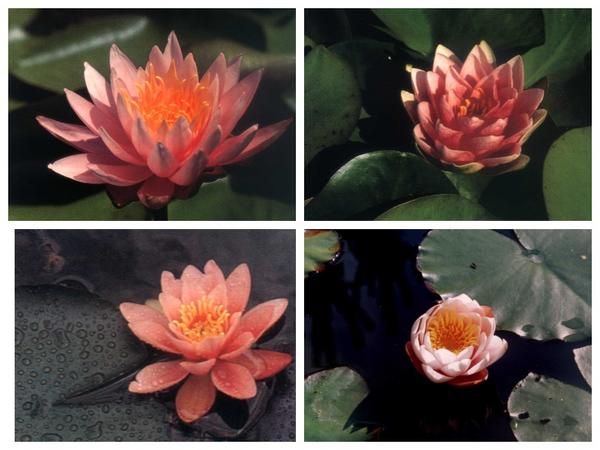Слева вверху - нимфея 'Rose Arey', далее по часовой стрелке сорта: 'Mme Wilfon Gonnere', 'Marliacea Rosea', 'Norma Gedye'