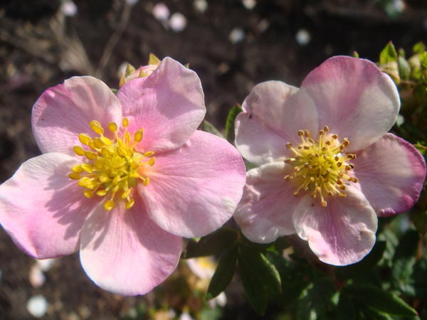 Лапчатка кустарниковая 'Пинк Куин' ('Pink Queen')