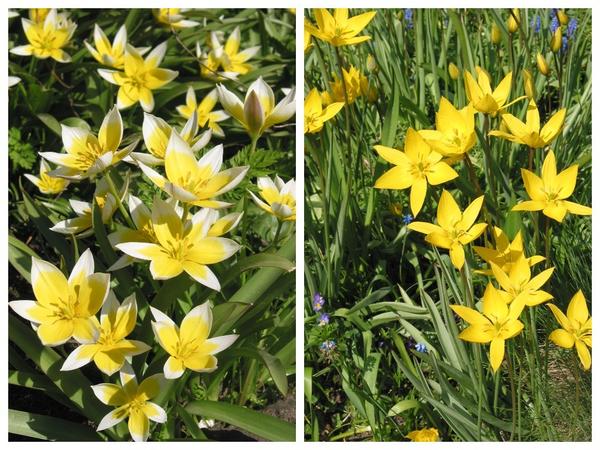 Видовые тюльпаны - несомненное украшение весеннего луга. Tulipa tarda (слева) и Tulipa biebersteiniana (справа)