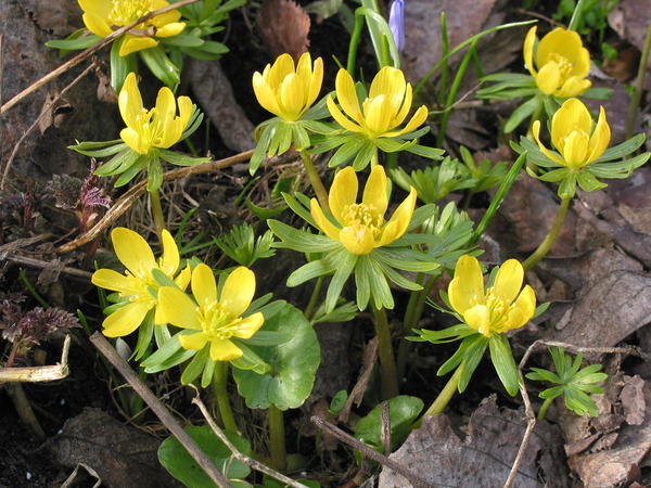 Весеннее цветение открывают эфемероиды. Eranthis hiemalis