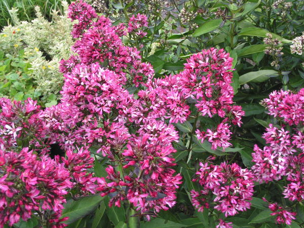 Phlox &amp;#39;Natural Feellings&amp;#39;