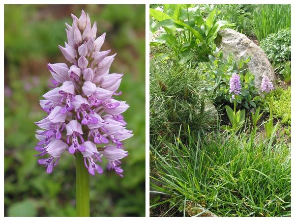 Орхидеи отличают горный луг от других луговых миксбордеров. Orchis militaris
