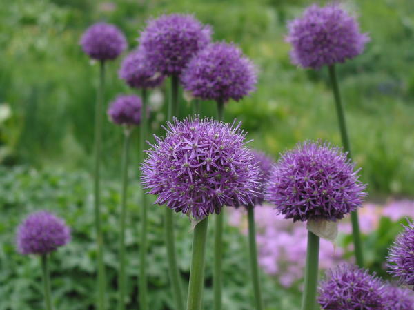 Allium aflatunense