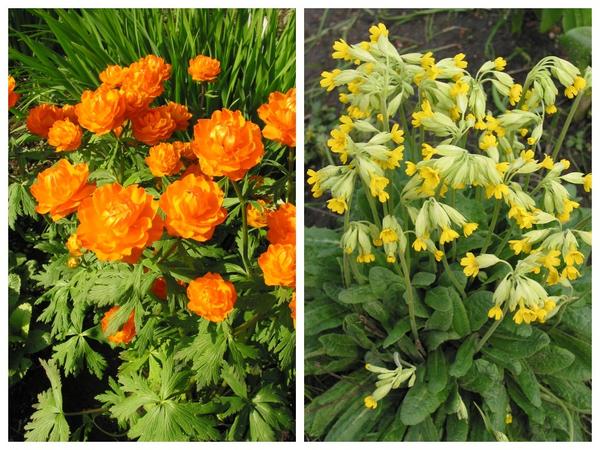 Trollius asiaticus (слева) Primula veris (справа)