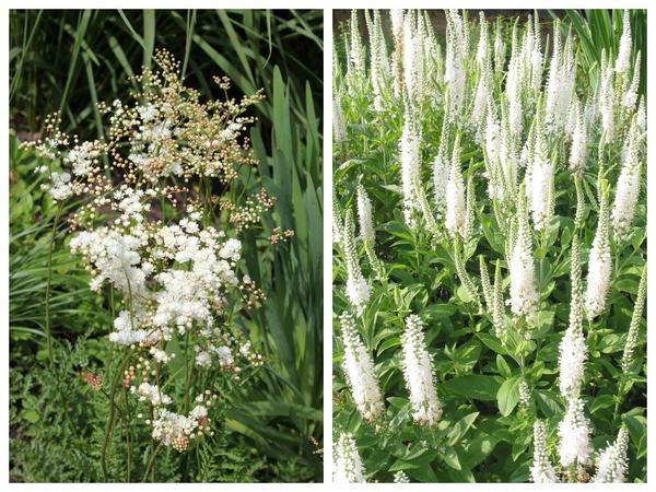 Filipendula hexapetala (vulgaris) &amp;#39;Pearle&amp;#39; (слева) и Veronica spicata &amp;#39;Alba&amp;#39; (справа)