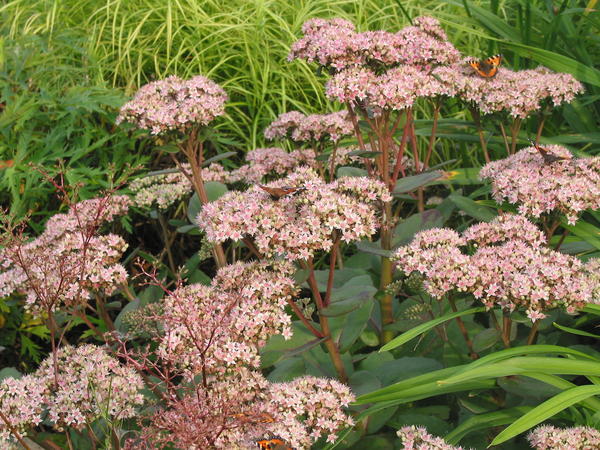 Sedum X &amp;#39;Matrona&amp;#39;