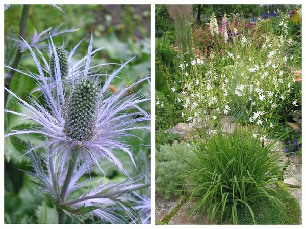 Высокорослые доминанты цветника. Eryngium alpinum (слева) и Anthericum ramosum (справа)