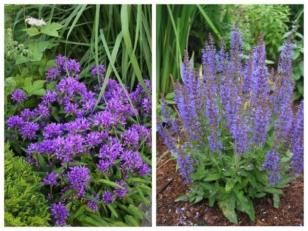 Детали летнего цветочного орнамента. Campanula glomerata &amp;#39;Nana&amp;#39; (слева) и Salvia nemorosa &amp;#39;Rugen&amp;#39; (справа)