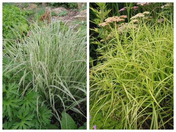 Calamagrostis acutiloba &amp;#39;Overdam&amp;#39; (слева) и Carex muskingumensis &amp;#39;Silberstreif&amp;#39; (справа)