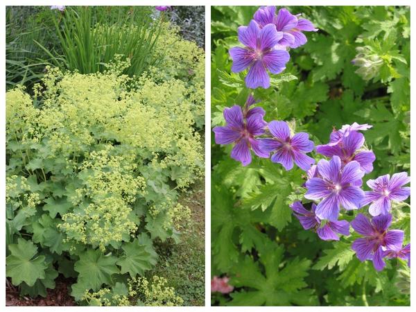 Alchemilla mollis &amp;#39;Robustica&amp;#39; (слева) и Geranium pratense &amp;#39;Magnificum&amp;#39; (справа)
