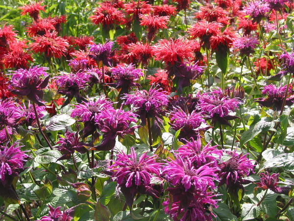 Monarda mix