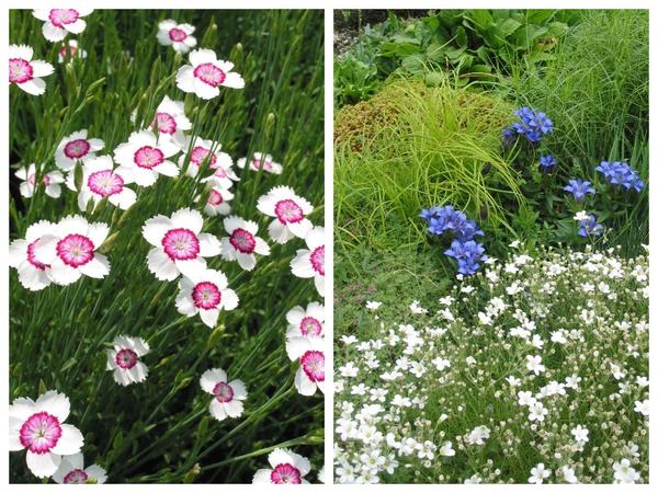 Dianthus deltoides &amp;#39;Arctic Fire&amp;#39; (слева) и Gentiana lagodechiana (справа)