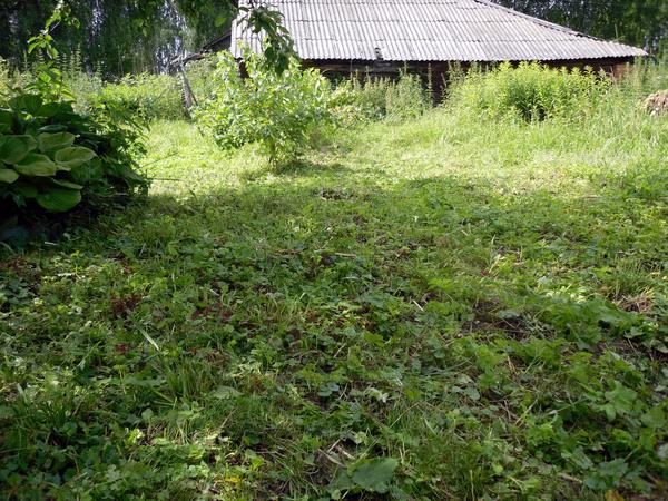 В принципе, за раз скашивается не так уж и мало