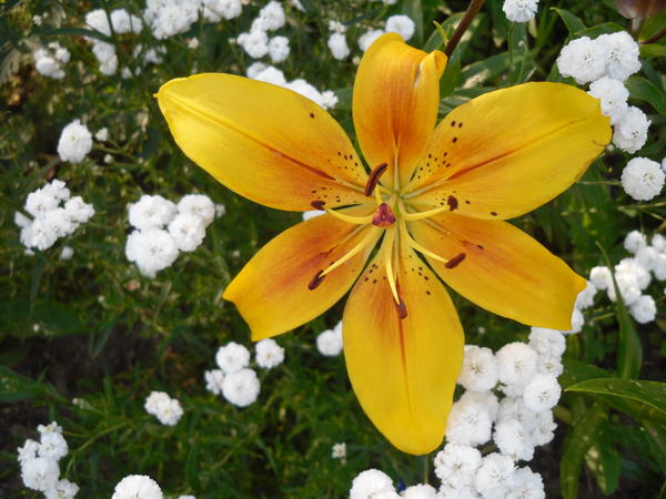 Тоже 2014, лилия с тысячелистником птармика