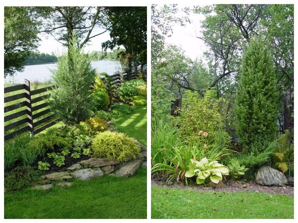 В садовых композициях, как и в природе, можно и нужно совмещать кустарники с травянистыми растениями