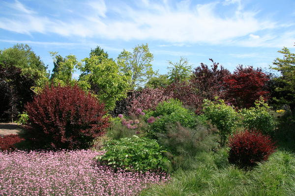 Миксбордер в бордово-розовых тонах, в котором цвет задают кустарники