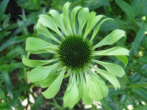 Эхинацея 'Green Jewel'