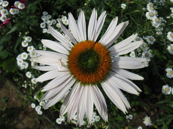 Эхинацея 'Fragrant Angel'