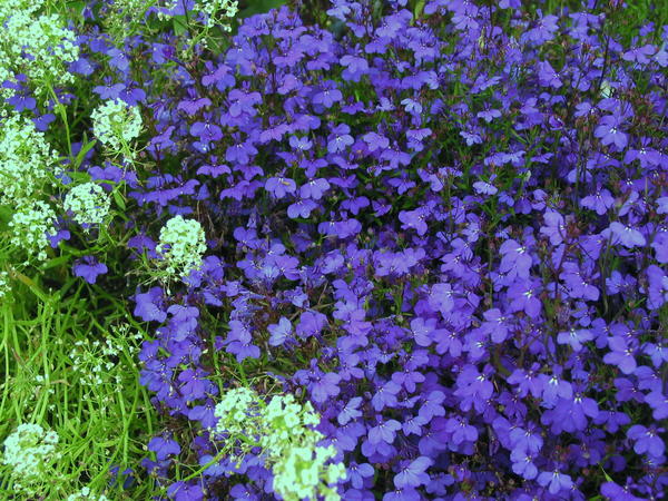 Lobelia erinus 'Crystall Palace'