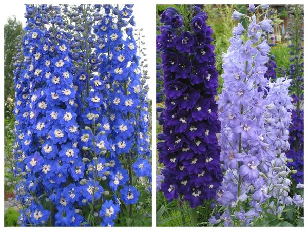 Delphinium X cultorum 'Blue Bird' (слева) и Delphinium X cultorum 'Fontens Mix' (справа)