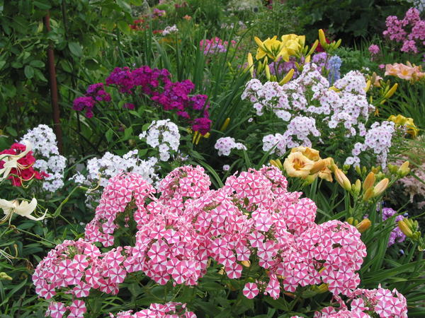 Phlox paniculata 'Pipirmint Twist'