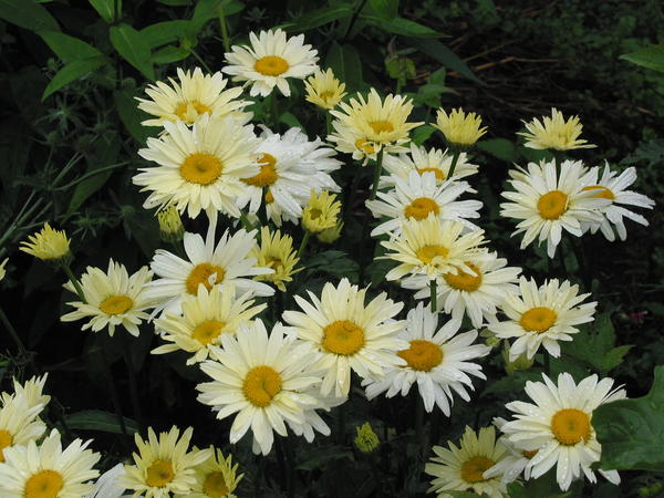Leucanthemum maximum 'Broadway Lights'