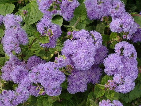 Agerathum houstonianum