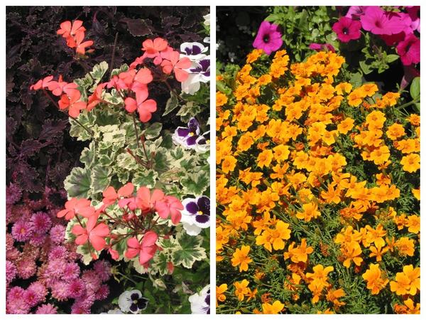 Pelargonium 'Frank Hadly' (слева) и Tagetes tenuifolia (справа)