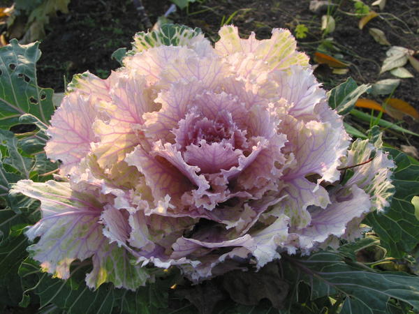 Brassica 'Tokio''