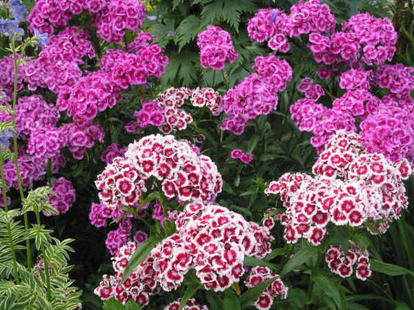 Dianthus barbatus h.h.