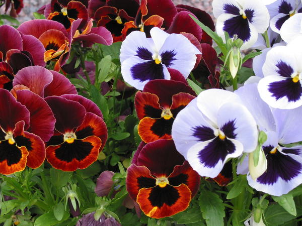 Viola X wittroskiana