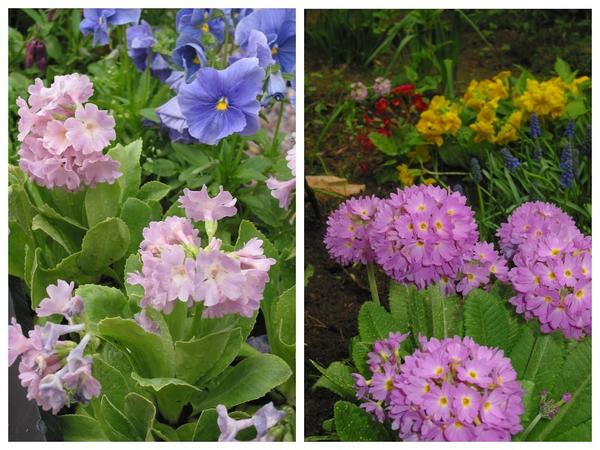 Весна. Primula X auricula 'Rose' (слева) и Primula denticulata (справа)