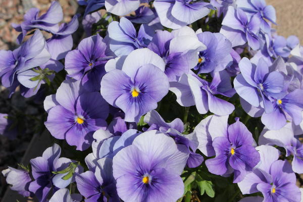 Viola cornuta h.h.