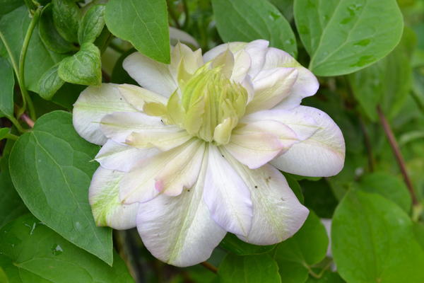 Клематис ‘Innocent Blush’ (‘Иносент Блаш’)