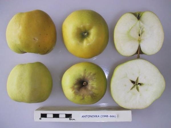 Фото: Антоновка в разрезе (Cross section of Antonovka, National Fruit Collection (acc.1948-666)). Источник: commons.wikimedia.org