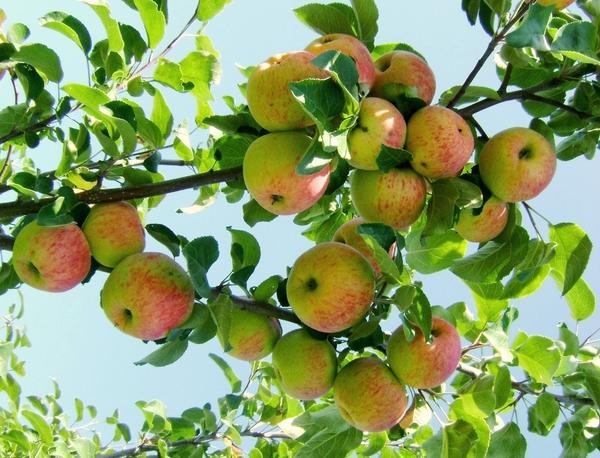 яблоки сорта &amp;amp;#39;боровинка&amp;amp;#39;. фото с сайта sveklon.ru