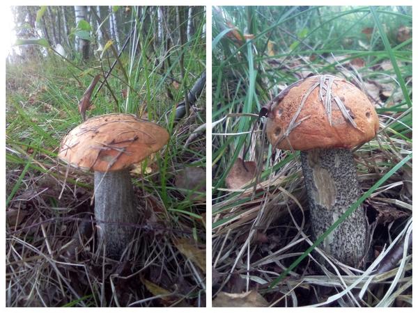 При виде таких красавцев руки сами к фотоаппарату тянутся
