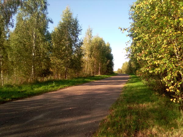 Дорога манит, в лес зовет...