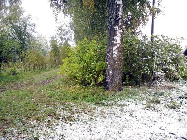 Вот она, граница между осенью и зимой - аккурат по нашим березкам проходит