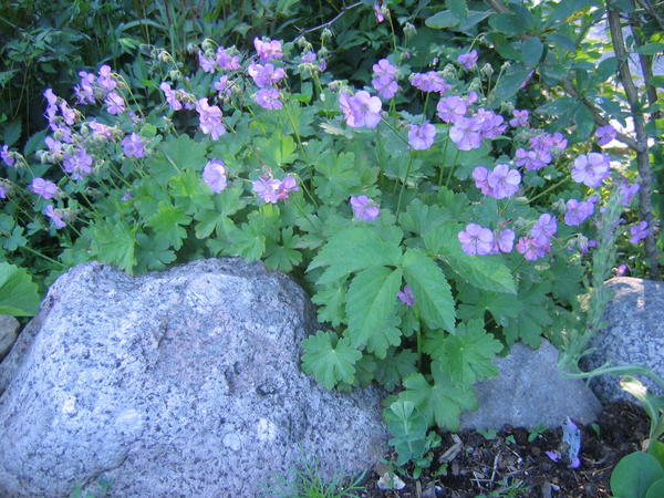 Geranium x cantabrigiense 'Cambrige'