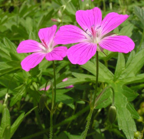 Герань болотная (Geranium palustre)