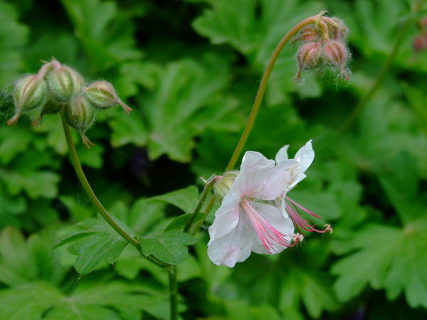 G. x cantabrigiense 'Album'