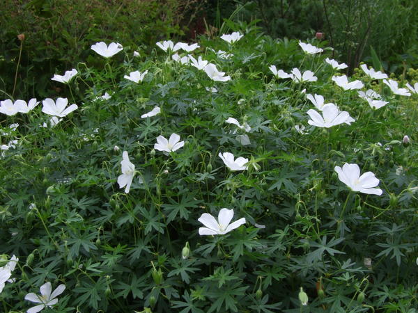 G. sanguineum 'Album'